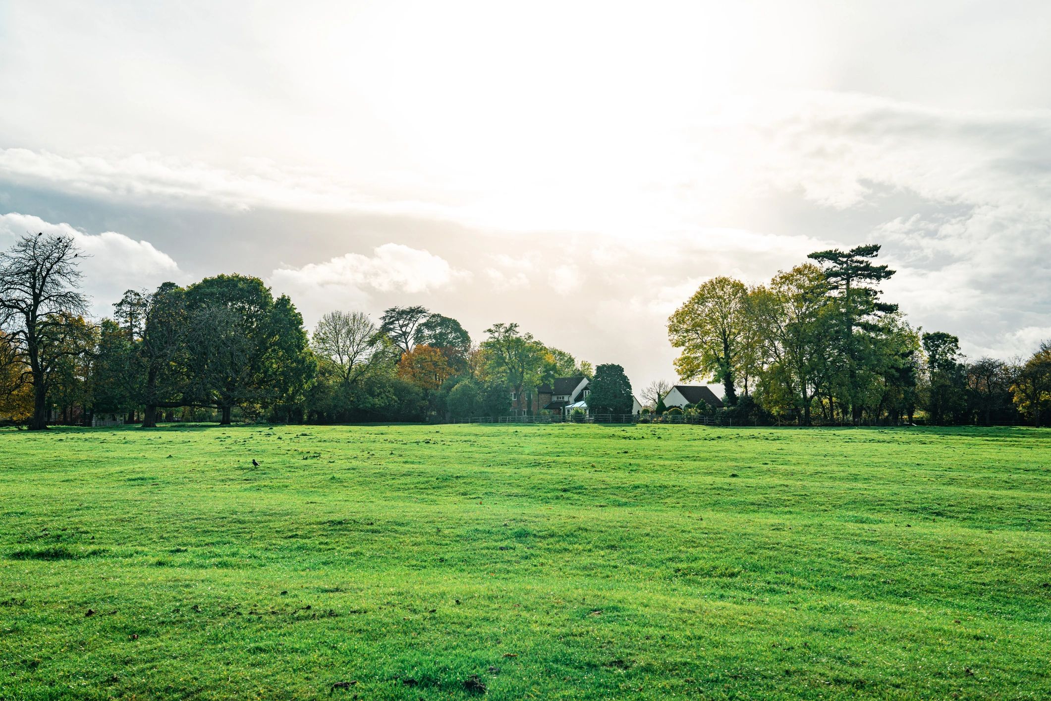 Rural meadow suitable for site review context